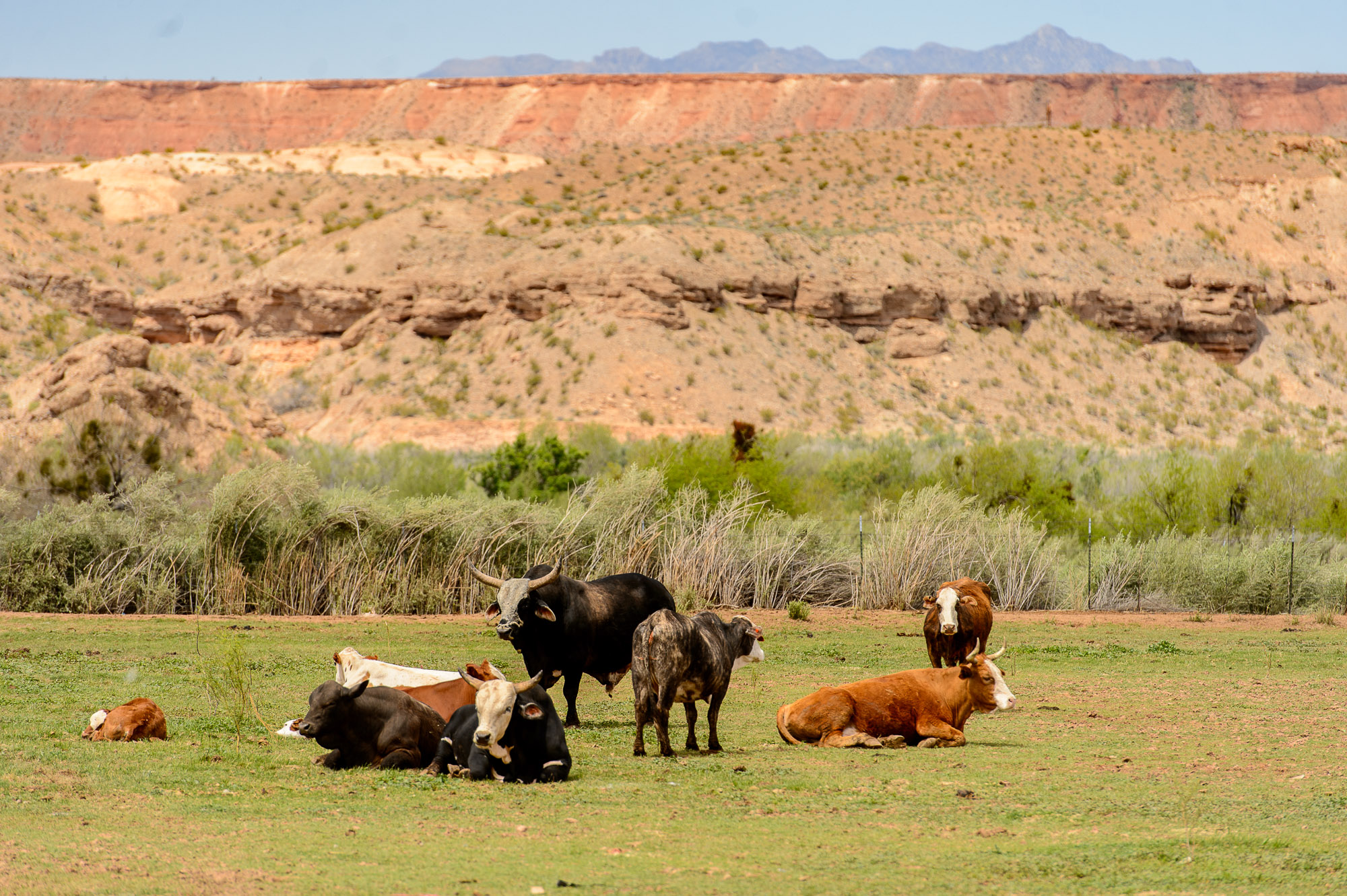 Cattle at the Bundy Ranch