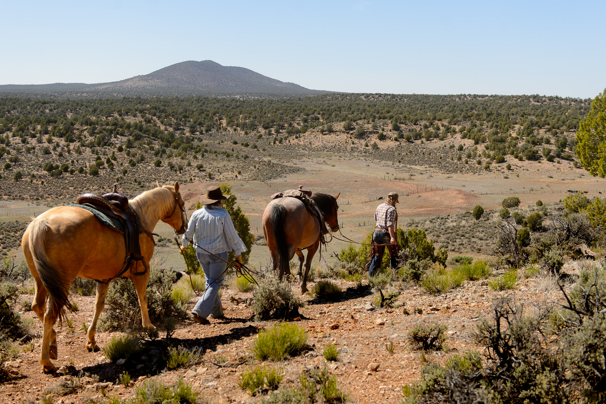 Trent Nelson | The Salt Lake Tribune Tean and Jeanette Finicum round up cattle on the range near Tuweep, Arizona , Saturday May 21, 2016.