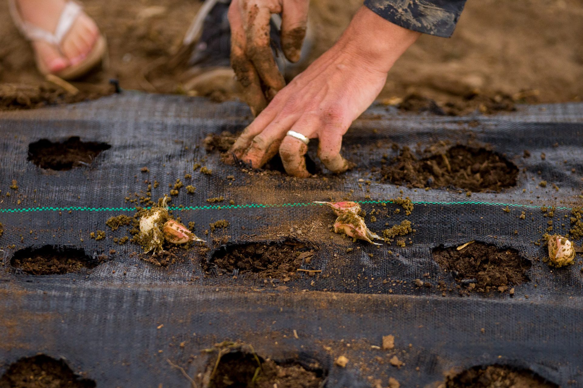 As Droughts Intensify, This Utah Family Farm Is Ditching The Monsanto 